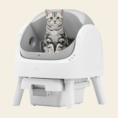 Silver tabby cat sitting inside the open top self-cleaning litter box, which stands on four legs above its waste drawer